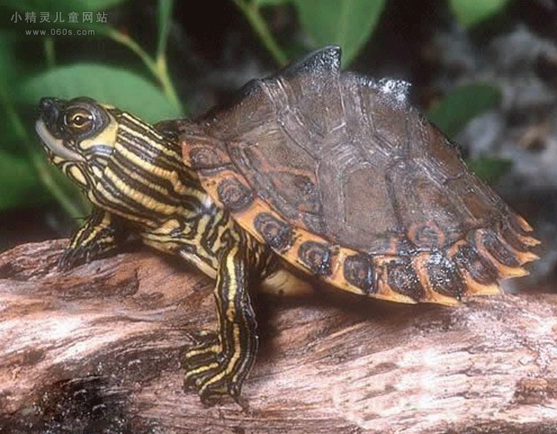 探秘乌龟家族金钱龟 地图龟 火焰龟(5)